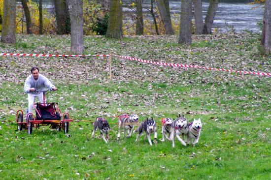 Cani-activités : Cani-Cross- Cani-VTT- Rapid-cani