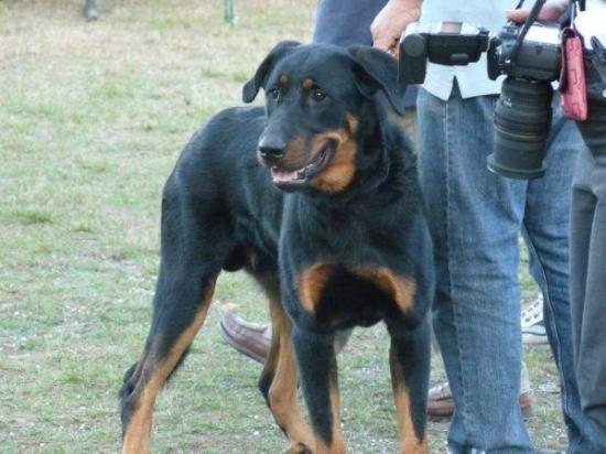 Journée Beauceronne Mérignac 2009