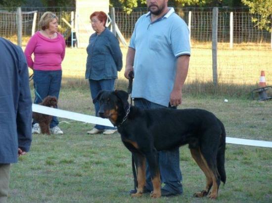 Journée Beauceronne Mérignac 2009