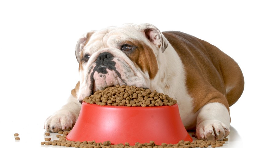 Comment nourrir son chien alimentation 822x480
