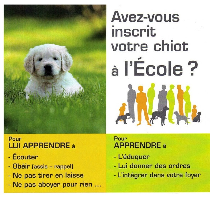 Ecole chiot