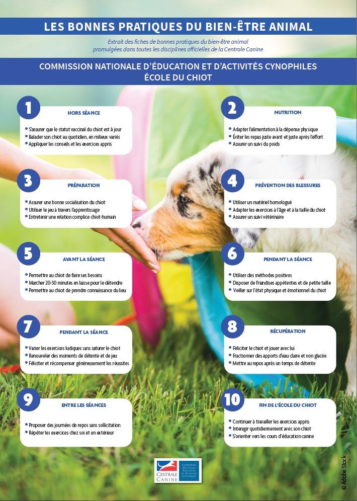 Ecole chiots