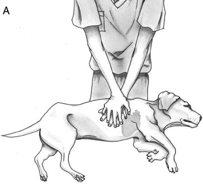 massage cardiaque chien moyen