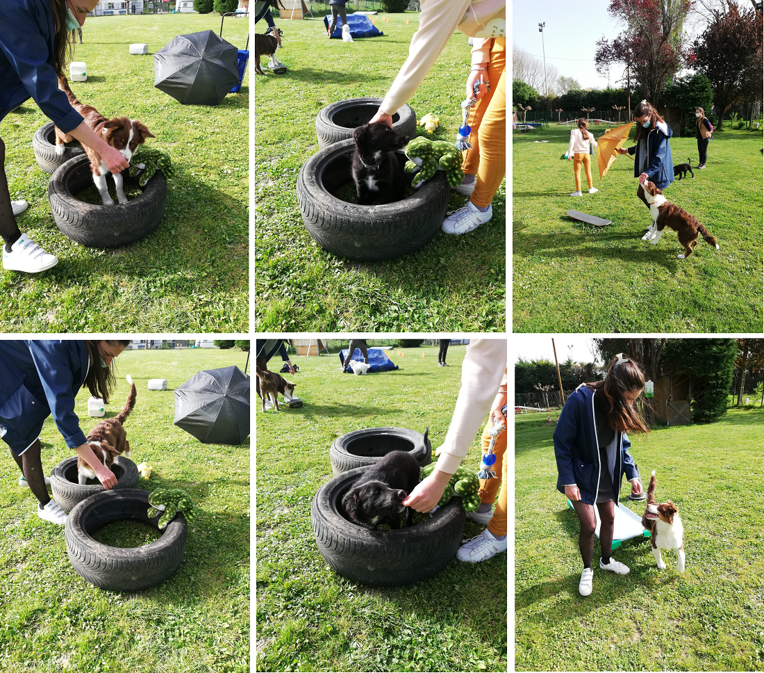 Photos cours chiot