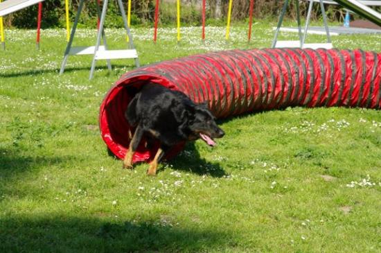 Cours d'Agility du 3 Mai 2009