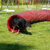 Cours d'Agility du 3 Mai 2009