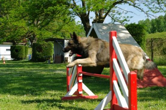 Cours d'Agility du 3 Mai 2009