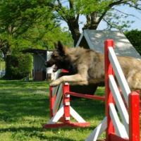 Cours d'Agility du 3 Mai 2009