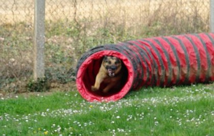 entrainement agility