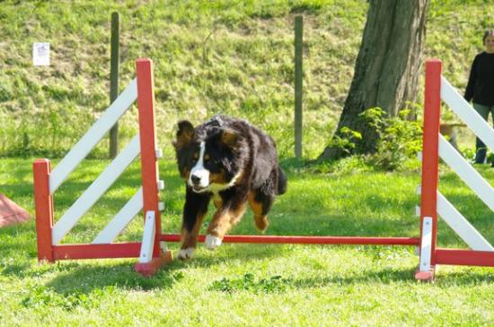 Cours d'Agility du 3 Mai 2009