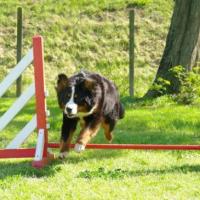 Cours d'Agility du 3 Mai 2009