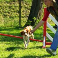 Cours d'Agility du 3 Mai 2009