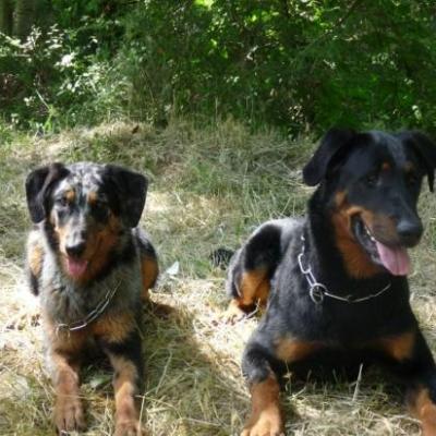 Nationale élevage 2010