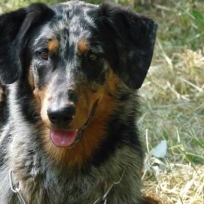 Nationale élevage 2010