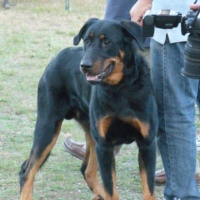 Journée Beauceronne Mérignac 2009