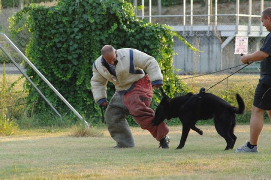 Bendjy des Wallabies, été 2009