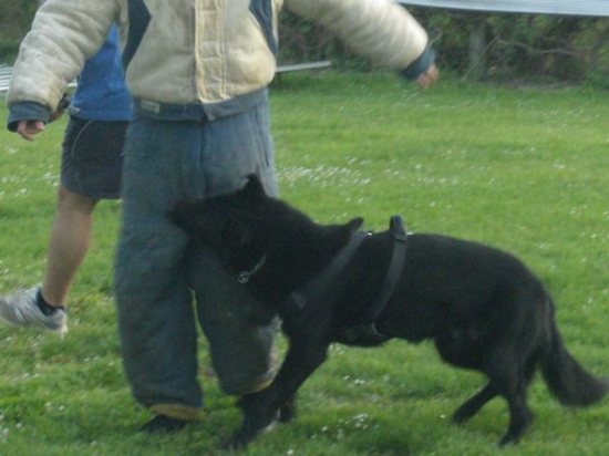 Bendjy, mai 2008, défense du maitre