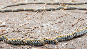 Chenille