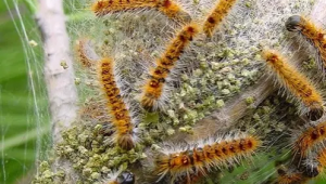 Chenille2