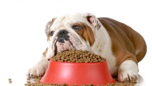 Comment nourrir son chien alimentation 822x480