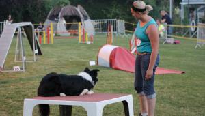 Concours Agility ABCD Blagnac 06-07-2013