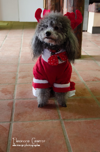 Chouky le père Noël