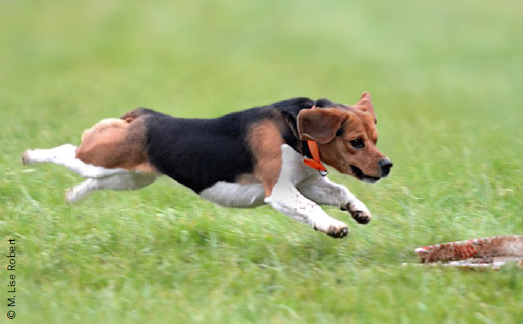 Image chien1