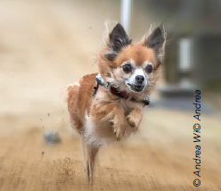 Image chien2