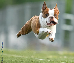 Image chien3