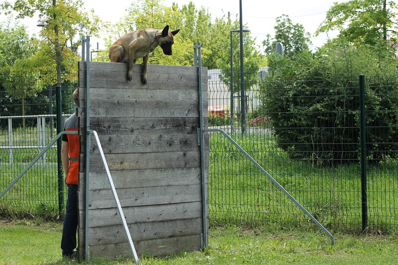 Saut de Palissade