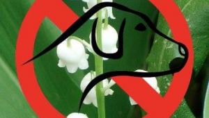 Muguet