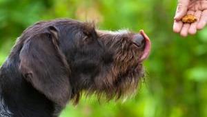 Recompenser son chien